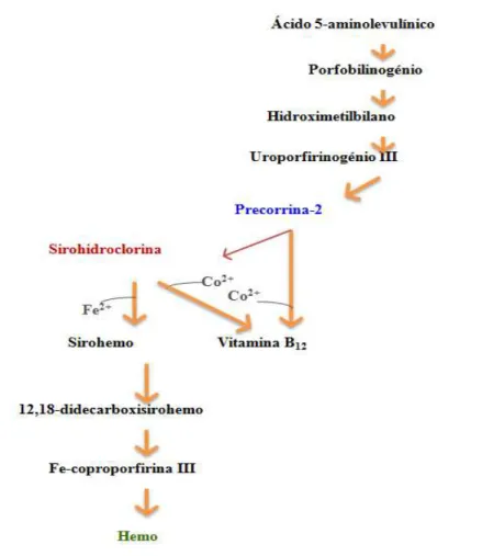 Figura  1.13  –  Esquema  que  pretende  elucidar  a  biossíntese  de  tetrapirroles  em  Desulfovibrio  vulgaris Hildenborough  