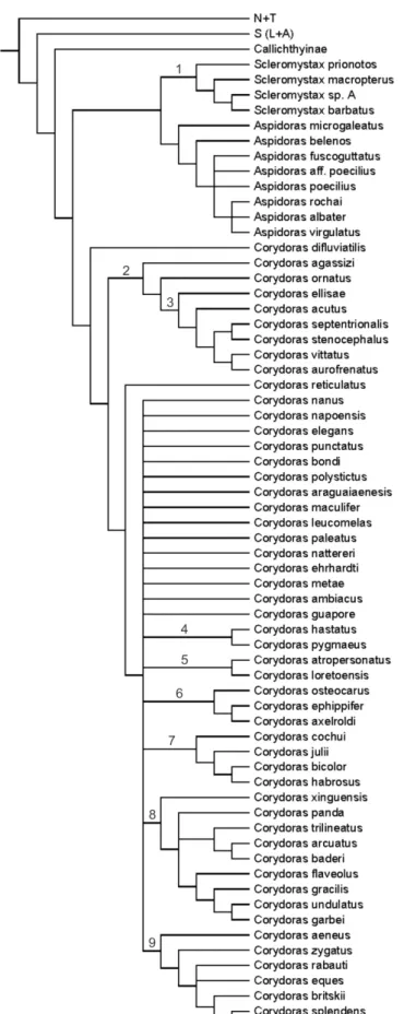 Figure 3. Cladogram showing the phylogenetic relationships of Corydoradinae from  Britto (2003)