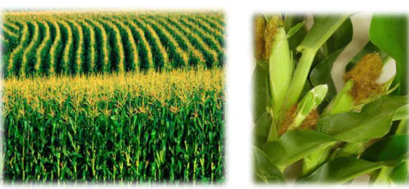 Figura 1.3- A-Campo de milho; B-Pormenor da planta do milho, onde são visíveis os estigma e  estilete (barbas) e afolha (A-http://maisagronegocio.com/198/dicas-de-como-cultivar-milho/; B- 
