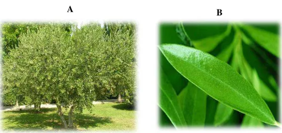 Figura 1.4- A-Árvore da Oliveira; B- Pormenor da folha de  oliveira 
