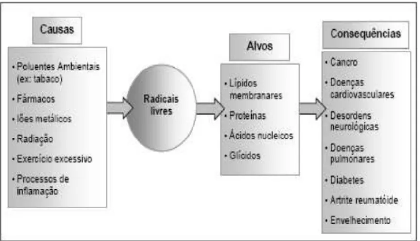 Figura 2.1- Principais causas e consequências da acção dos radicais livres (Ferreira e Abreu, 2007)