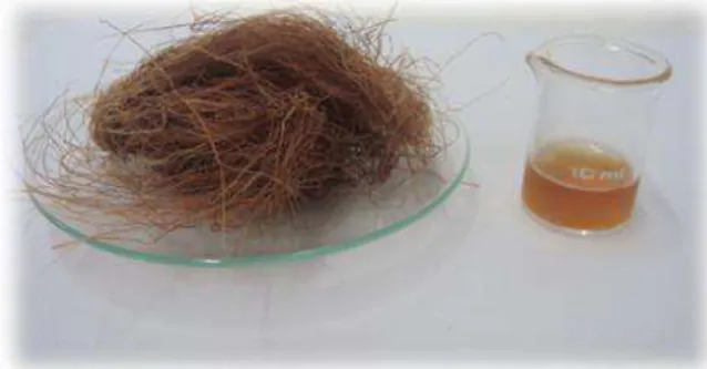 Figura 3.1- Aspecto das barbas de milho e da respectivo infusão.
