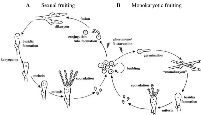 Figure 1.1 - Life cycle of the basidiomycetous yeast Cryptococcus neoformans (adapted from Lengeler et  al., 2000)