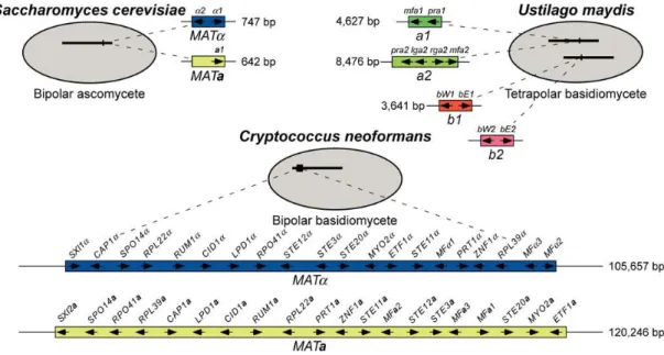 Figure  1.2  -  Fungal  MAT  Locus  Paradigms  (Fraser  et  al.,  2004).  MAT  loci  of  the  bipolar  ascomycete  Saccharomyces  cerevisiae  (upper  left),  the  tetrapolar  basidiomycete  Ustilago  maydis  (upper  right)  and  the  bipolar  basidiomycete