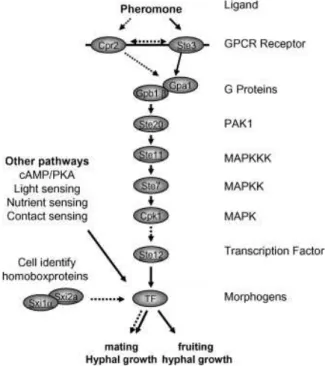 Figure 1.3 - Pheromone-activated MAPK transduction pathway in C. neoformans   (adapted from Lin,  2009)
