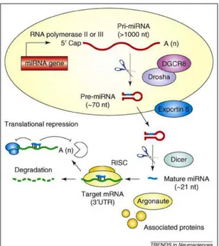 Figure 1.4 Biogenesis and mode of action of miRNAs in mammalian cells. Endogenously expressed  from  the  genome,  miRNA  genes  are  transcribed  by  DNA  polymerase  II  (or  III)  to  produce  long  (&gt;1000  nucleotides  [nt])  primary  transcripts  (
