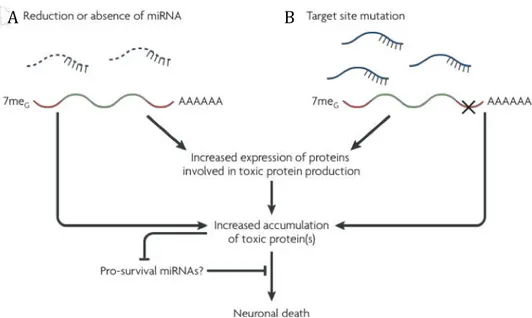 Figure 1.5  Proposed Mechanisms by  which miRNAs could influence neurodegeneration. A) reduction or  absence  of  miRNAs