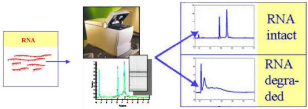 Figure  2.2  RNA  quality  of  extracted  total  RNA  measured  using  Agilent  2100  bioanalyzer