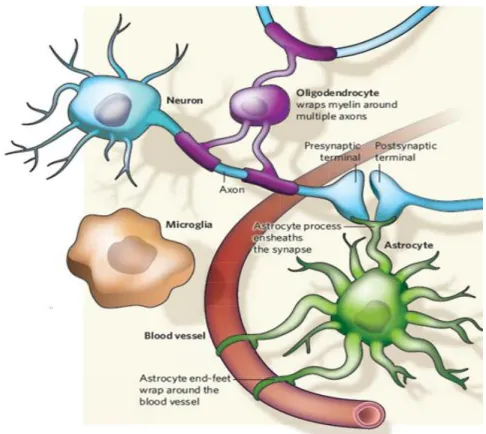 Figure  I.1: Different  types of CNS  cells.  Glial  cells interactions  with neurons and blood vessels