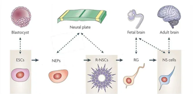 Figure I.4: Neural stem cells (NSC) populations that can be isolated or generated  in vitro