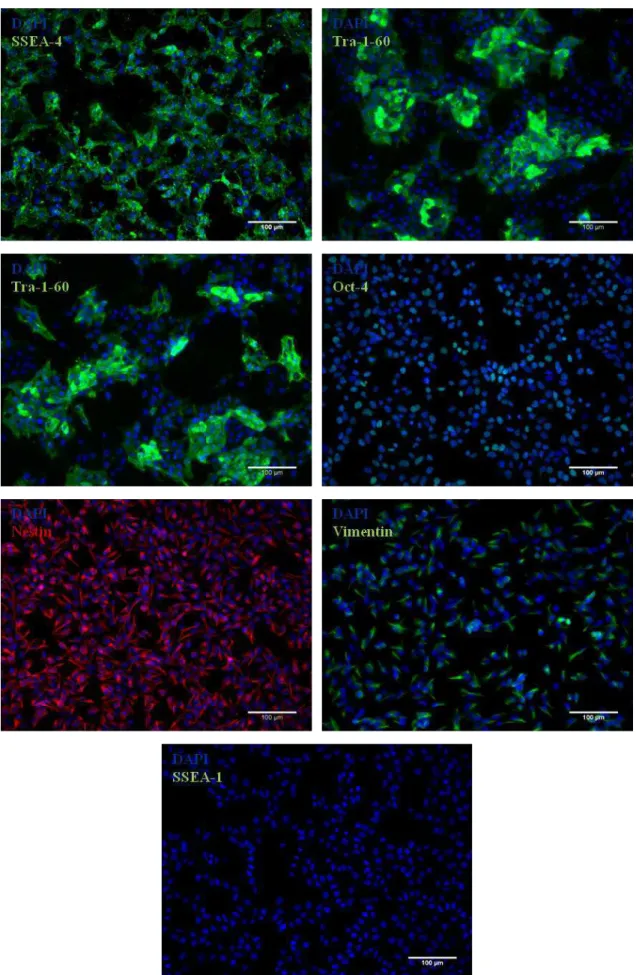 Figure  III.1:  Characterization  of  undifferentiated  NT2  cells  by  immunofluorescence  microscopy