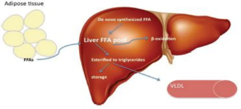 Figura 1.2- Metabolismos hepático de TG (Guturu, 2012). Os ácidos gordos livres presentes no fígado  são provenientes da síntese interna ou capturados da circulação