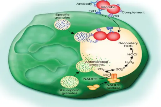 Figura  1.4-  Actividade  antimicrobiana  dos  neutrófilos  (Kobayashi  e  DeLeo  2009)