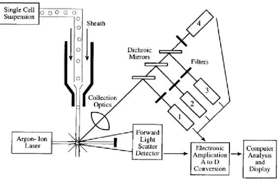 Figura  2.1-  Esquema  geral  de  um  citómetro  de  fluxo  (Brown e Wittwer, 2000).  Células  individuais  são  direccionadas  pelo  sistema  fluídico  para  o  sistema  óptico  e  os  sinais  são  recolhidos  por  detectores  de  dispersão  de  luz  e  d
