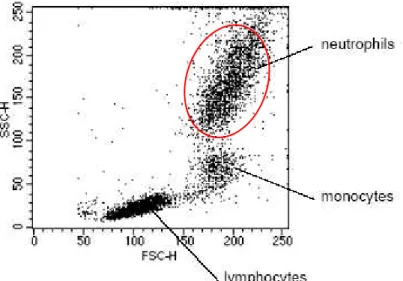 Figura 2.4- Gráfico SSC vs FSC (Bioscience, 2000). A análise de uma amostra de sangue total após lise  de  eritrócitos  permite  a  obtenção  de  um  gráfico  FSC  por SSC, onde se pode identificar a população de  neutrófilos