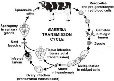 Figure 1.1: The transmission cycle of Babesia spp. in cattle (adapted from Hajdušek et al., 2013)