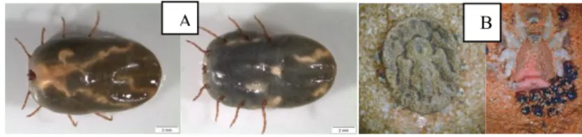 Figure  1.2:  Tick  examples.  (A)  dorsal  (left)  and  ventral  (right)  view  of  an  Rhipicephalus annulatus female,  representative  of  a  hard  tick  species  (original  and  authorized  from  Sandra  Antunes)
