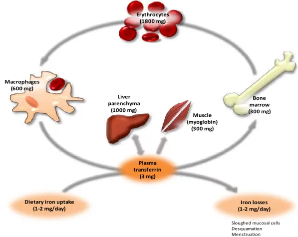 Figure 1.1. Distribution of iron within the body. In a balanced state, about 1-2 mg of iron is daily absorbed and  a  similar  amount  is  lost