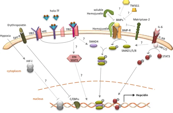 Figure 1.3. Transcriptional regulation of hepcidin expression. There are several upstream stimuli that through  signaling pathways determine the expression levels of hepcidin