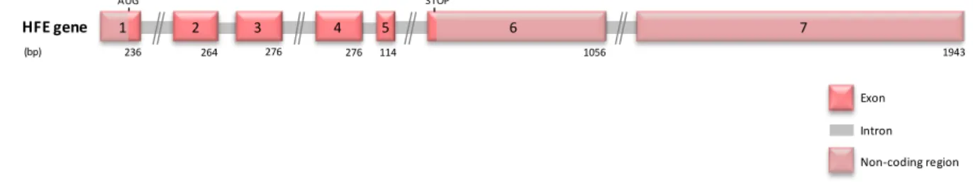 Figure  1.5.  Schematic  representation  of  the  HFE  gene.  It  is  composed  by  seven  exons,  the  first  six  exons  encode  for the  six distinct domains of the immature HFE  protein, while the seventh exon is non-coding