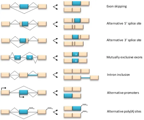 Figure  1.6.  Elementary  alternative  splicing  events.  The  depicted  alternative  splicing  events  generate  functionally distinct transcripts