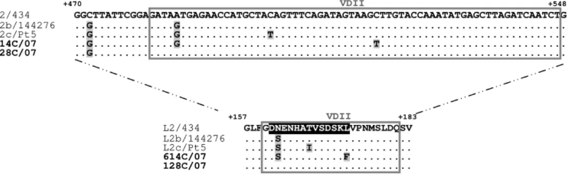 Figure 4.1 - Partial ompA and MOMP sequences of the two L2 Portuguese 2007 variants. 