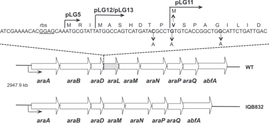 Fig. 1. Schematic representation of the araL genomic context in B. subtilis. White arrows pointing in the direction of transcription represent the genes in the arabinose operon, araABDLMNPQ-abfA