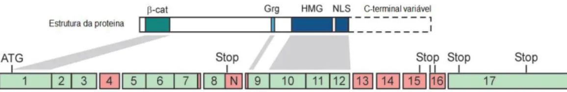 Figura  1.7.  Esquema  representativo  da  proteína  TCF4.  Estão  indicados  os  domínios  de  ligação  à  β-catenina  (verde),  aos  co-repressores  Grg  e  CtBP  (azul  claro  e  preto,  respectivamente),  a  HMG  e  o  NLS  (azul  escuro)  e  o  domíni
