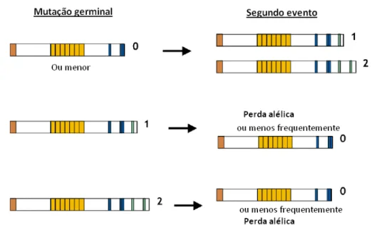 Figura 1.5: Diagrama ilustrativo da interdepêndencia entre os dois eventos genéticos necessários à perda de função do gene APC, de acordo com o número de domínios de regulação da β -catenina