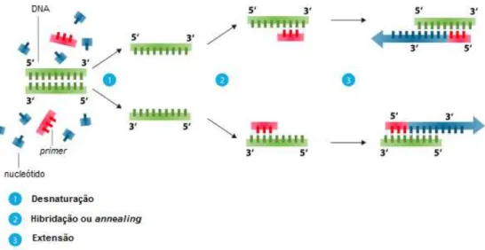 Figura 2.1: Esquema da reação de PCR
