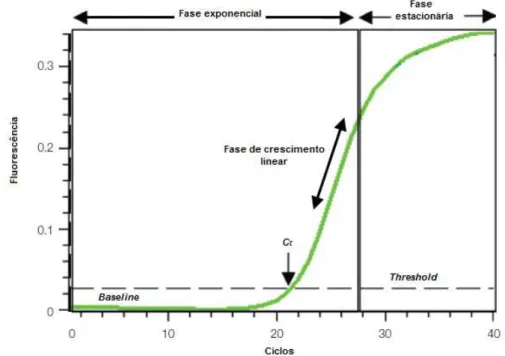 Figura 2.4: Representação gráfica das fases do real-time PCR (adaptado de Real-Time PCR Applications Guide, Bio-Rad Laboratories)
