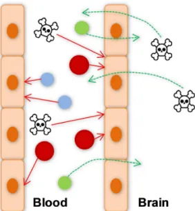 Figure I. 2: Scheme of the main roles of the blood-brain barrier (BBB). The BBB protects the central nervous  system (CNS) from toxic and harmful substances (toxic symbol) and from paracellular diffusion of water-soluble  molecules (blue)
