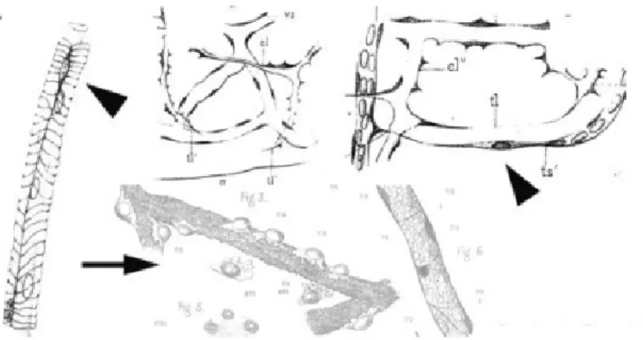 Figure I. 7: Original  draw of pericytes by Rouget in 1873. Rouget (1873) described the cells of the capillary  walls and divided into amoeboid migratory cells (arrow) and fusiform contractile cells (arrow heads)