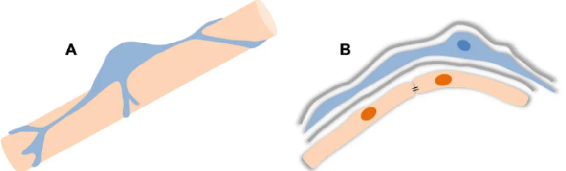 Figure  I.  8:  Schematic  representation  of  a  pericyte  (blue)  ensheathing  a  blood  vessel  (orange)
