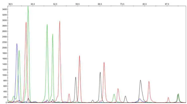 Figure 2.1: Peak profile of a sample from the intron 6 assay generated with GeneMapper Software