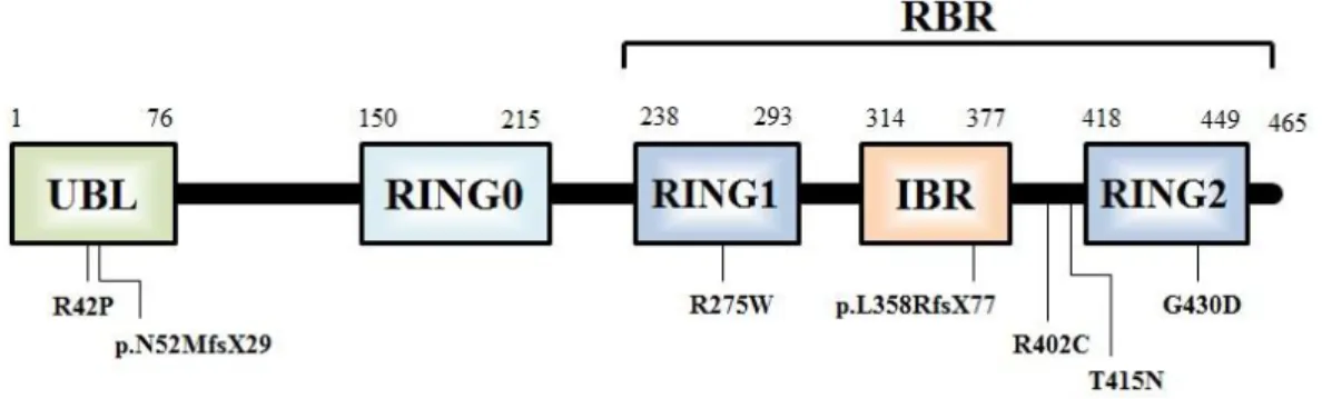 Table 2.11: Primers designed for cDNA sequencing. 