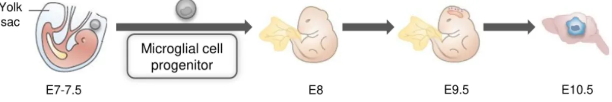 Fig. I. 2. Origin of microglial cells. 