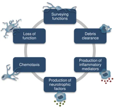 Fig. I. 4. Functional roles of microglia. 