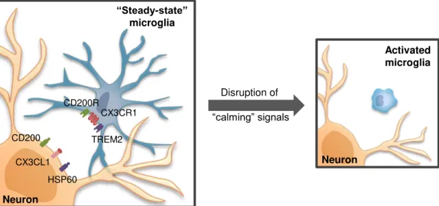 Fig. I. 5. Steady-state microglia and homeostasis in the central nervous system (CNS)