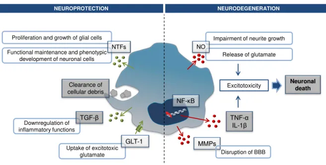 Fig. I. 8. Examples of mediators produced in neuroprotection and neurodegeneration. 