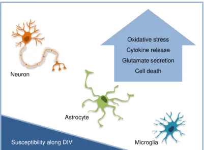 Fig. I. 9. General molecular mechanisms of unconjugated bilirubin (UCB)-induced neurotoxicity