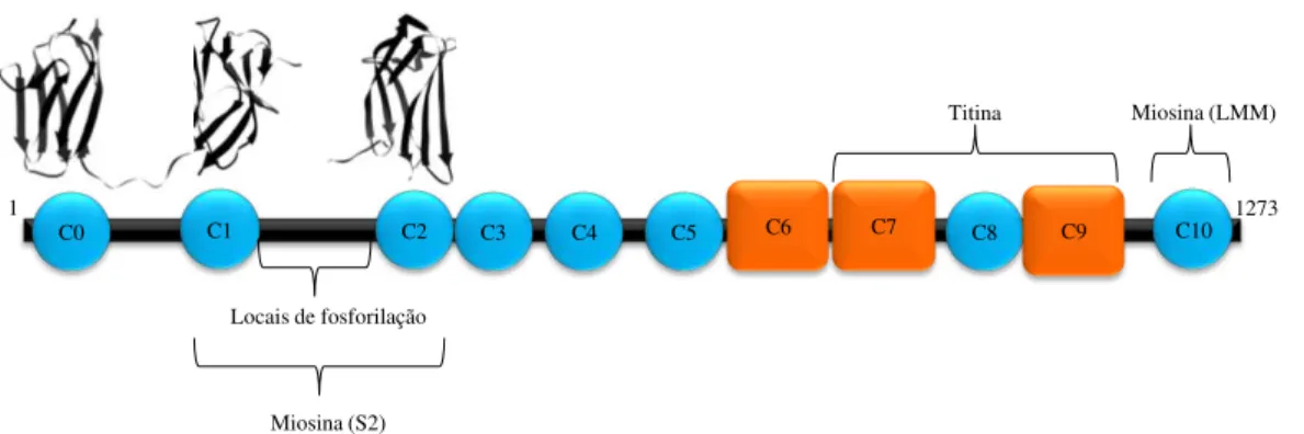 Figura 1.7  –  Representação da proteína C de ligação à miosina, onde se identificam os domínios IgI (azul) e FnIII (laranja),  com indicação dos domínios de ligação da miosina (S2 e LMM) e da titina e os locais de fosforilação (Imagem adaptada de  http://