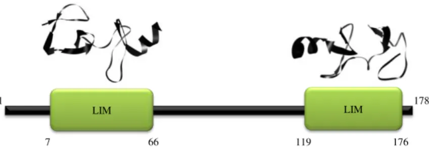 Figura  1.8  –  Representação  da  proteína  LIM  cardíaca,  onde  se  identificam  os  domínios  LIM  (verde)  e  as  suas  estruturas  tridimensionais  (Imagem  adaptada  de  http://dx.doi.org/10.2210/pdb2o10/pdb  e  http://dx.doi.org/10.2210/pdb2o13/pdb