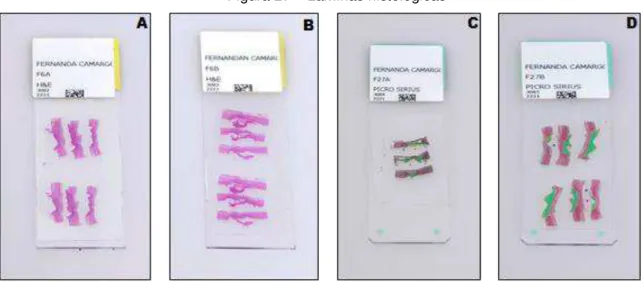 Figura 27 – Lâminas histológicas  