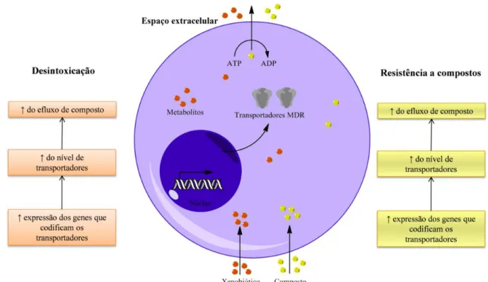 Figura  1.5:  Mecanismos  de  desintoxicação  e  de  resistência  aos  compostos  na  célula  efectuados  pelos  transportadores  MDR  na  presença  de  xenobiótico  e  de  compostos  anti-tumorais