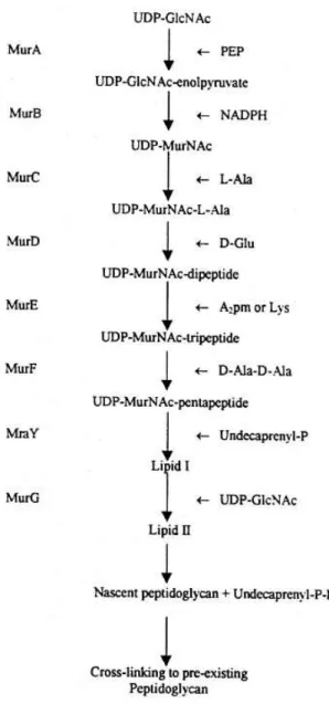 Figure 1.3 Peptidoglycan biosynthesis. In the first stage, the intermediates of PG precursor synthesis UDP-GlcNac  and  UDP-MurNac  are  assembled  in  the  cytoplasm  via  addition  of  UDP  precursors  and  lipid  intermediates
