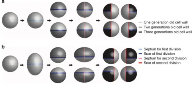 Figure 1.6 Two models of cell wall synthesis in S. aureus. The previous model (a) proposes that cell wall material of  half  of  each  newly  formed  cell  is  made  from  the  septum  of  the  mother  cell