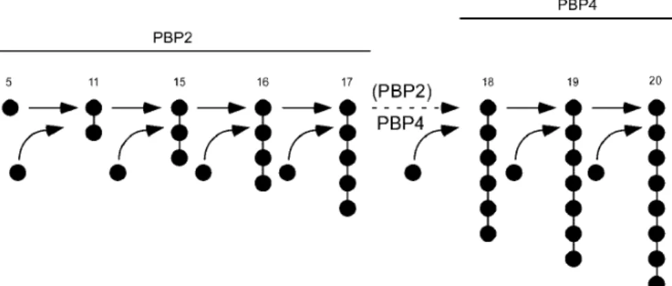Figure 1.7 Model for cooperative functioning of PBP2 and PBP4. This model suggests that the TPase activity of PBP2  may produce muropeptide dimers (peptide 11), trimers (peptide 15), tetramers (peptide 16) and pentamers (peptide 