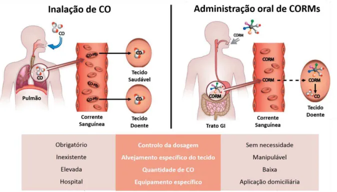 Figura 1.10  – Representação das principais diferenças entre a administração de CO por inalação e por via oral  através de CORMs, bem como as vantagens e desvantagens de ambas