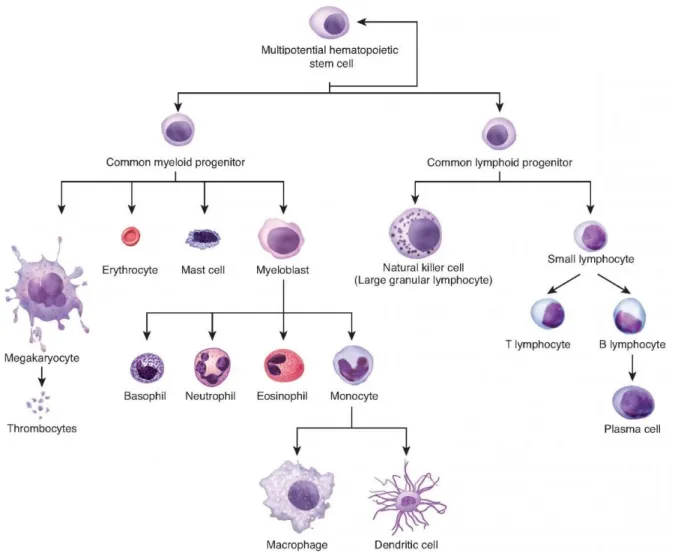 FIGURE 1.1 | Simple representation of hematopoiesis. The scheme portrays the different types of  leucocytes (white blood cells), known to have their origin in a self-renewing population of 